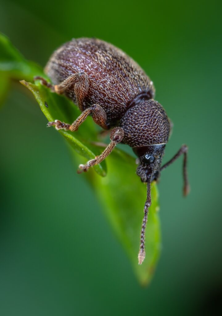 7 Micro Photography Tips