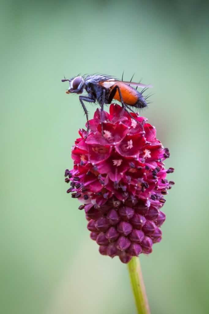 7 Micro Photography Tips