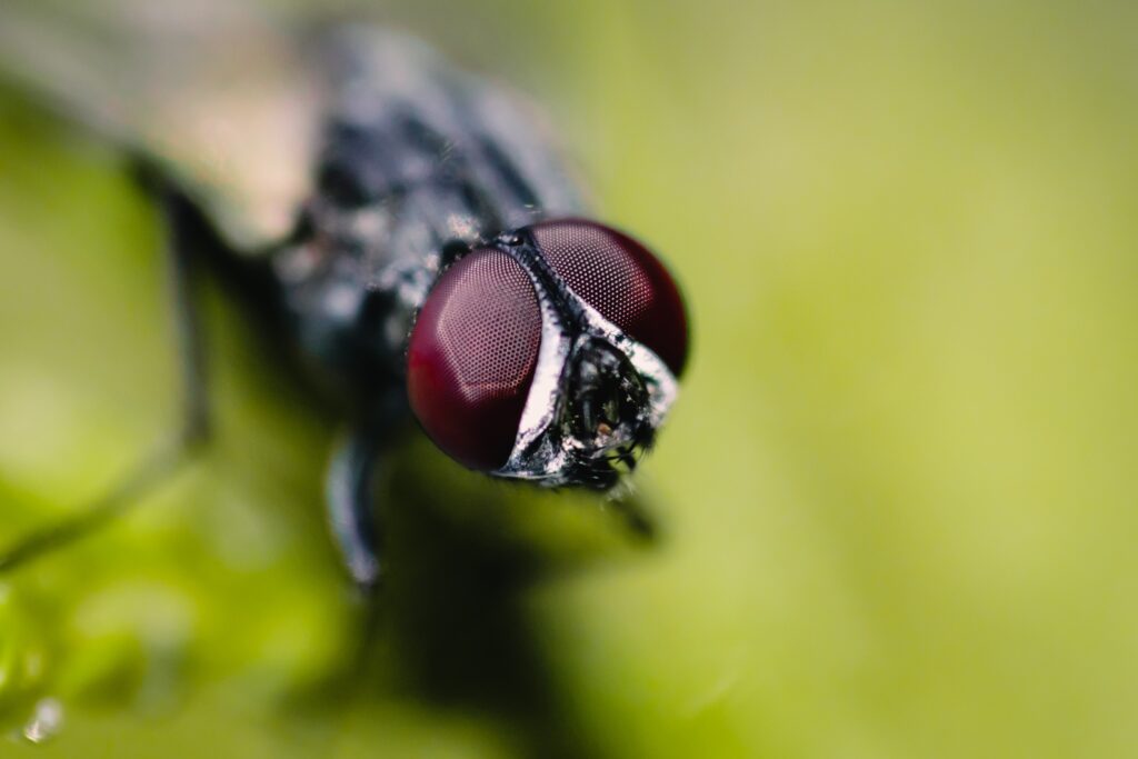 7 Micro Photography Tips