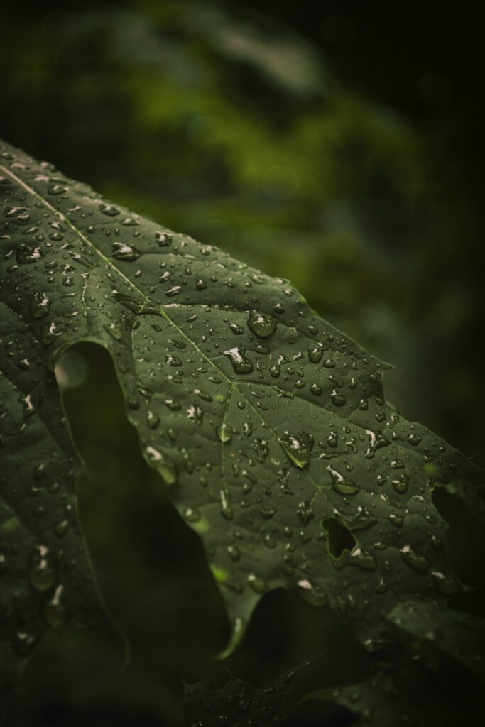 7 Micro Photography Tips
