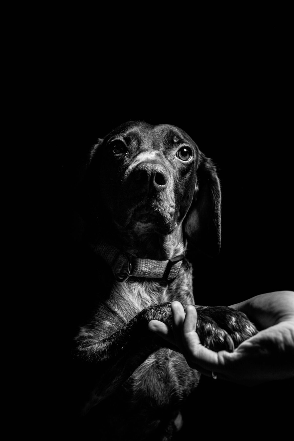 10 Pet Photography Tips 10 Pet Photography Tips