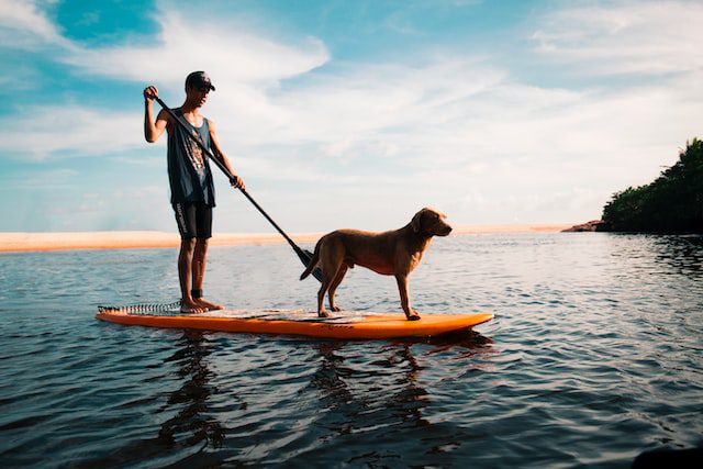 10 Pet Photography Tips For Beginners - Adventure