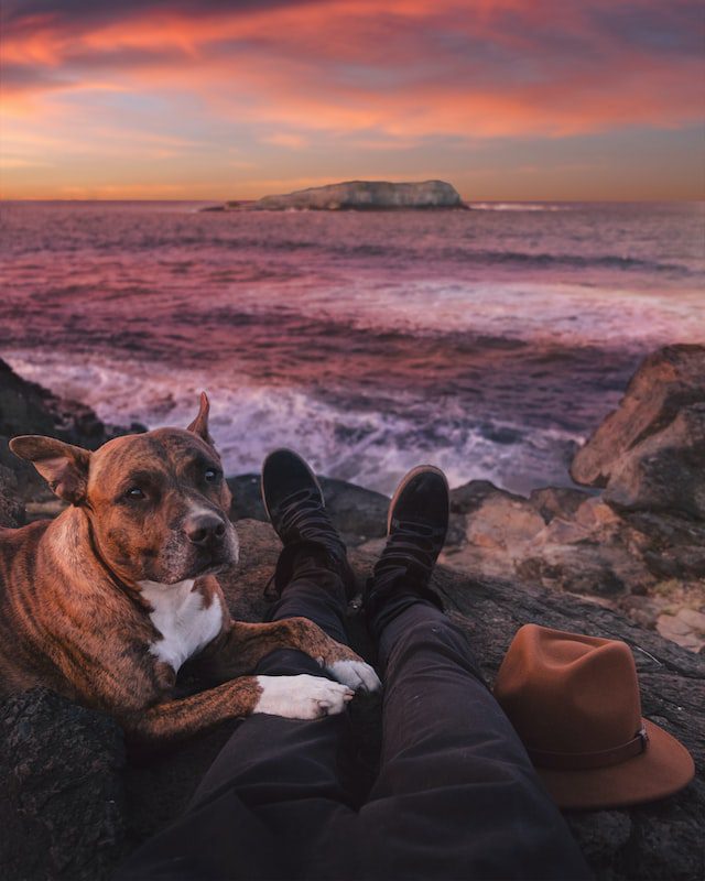 10 Pet Photography Tips - Use Natural Light