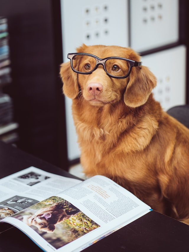 10 Pet Photography Tips - Use Props