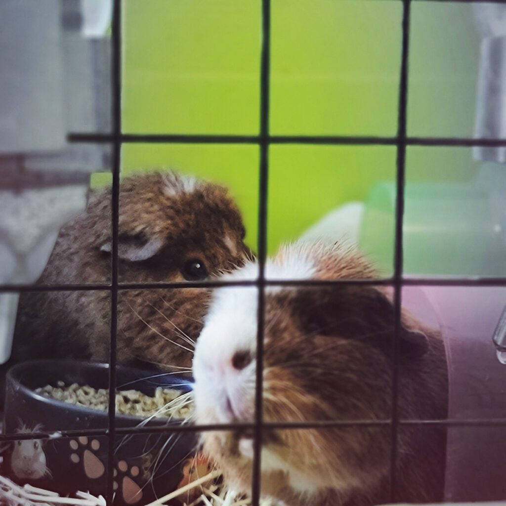 10 Pet Photography Tips - RIP Jaq & Gus